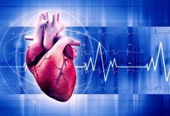 Таурин в норме и патологии: результаты экспериментальных и эпидемиологических исследований